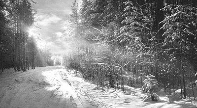 Sunlit path in a snowy coniferous forest (black and white)