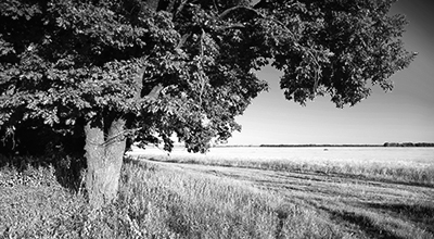Leafy tree in the foreground on the edge of a harvested field (black and white)