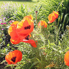 Flowers (poppies) in a garden.
